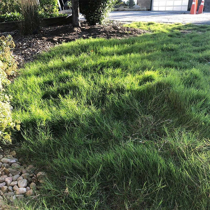 Dog Tuff™ Grass Plugs 6 Dog Tuff™ Grass Plugs - Image 6