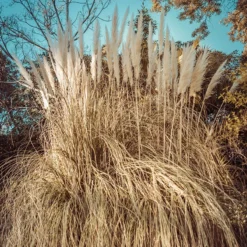Dwarf Pampas Grass -Lush Garden Home dwarf pampas grass winter