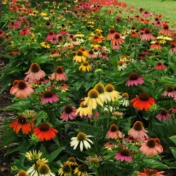 Cheyenne Spirit Echinacea -Lush Garden Home echinacea cheyenne spirit 600