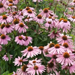 Magnus Echinacea -Lush Garden Home echinacea magnus garden flowers 1