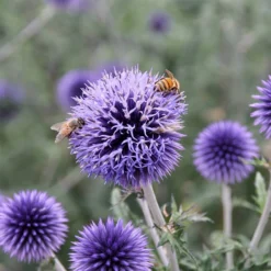 Blue Glow Echinops -Lush Garden Home echinops blue glow honeybees sally guthart close up 1