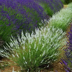 Edelweiss Lavender -Lush Garden Home edelweiss lavender pale lavender spikes 1
