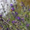 Buena Vista English Lavender