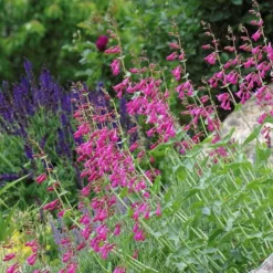 Coconino County Desert Penstemon -Lush Garden Home emmis oure penstemon coconino county 3 cropped 1