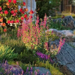 Coconino County Desert Penstemon -Lush Garden Home emmis oure penstemon coconino county 6 cropped 1
