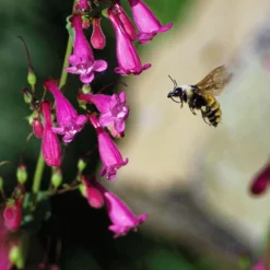 Coconino County Desert Penstemon -Lush Garden Home emmis oure penstemon coconino county with bee cropped 1