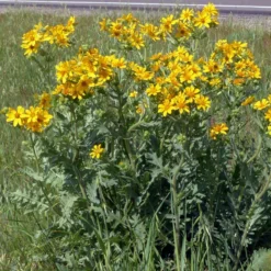Engelmann's Daisy (Engelmannia) 6 Engelmann's Daisy (Engelmannia) -Lush Garden Home engelmannia texas roadway pgh 1