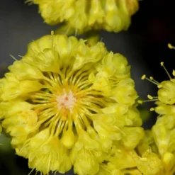 Kannah Creek® Sulphur Buckwheat -Lush Garden Home eriogonum umbellatum sulphurflower buckwheat 1