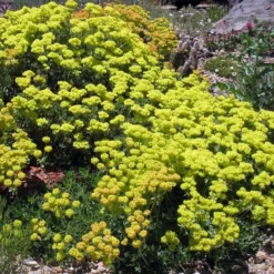 Kannah Creek® Sulphur Buckwheat -Lush Garden Home eriogonum umbellatum v aureum kanah creek 49695 1