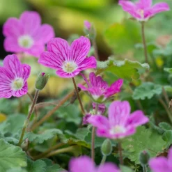 Bishop's Form Heronsbill (Erodium) -Lush Garden Home erodium bishops form 3