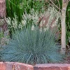 Siskiyou Blue Fescue Grass