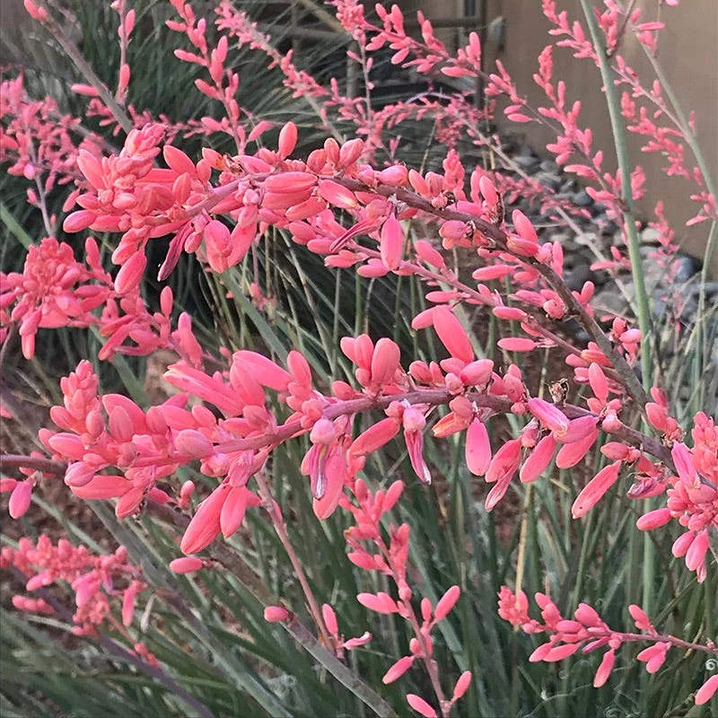 Front Page -Lush Garden Home flowerkisser weeping pink texas yucca hesperaloe close up of flowers