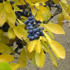 Berry Girl New Mexico Privet -Lush Garden Home forestiera neomexicana fall foliage and fruit 52550 1