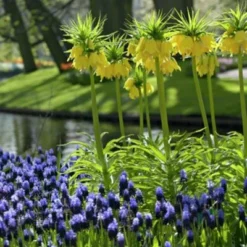 Yellow Crown Imperial -Lush Garden Home fritallarialutea 1