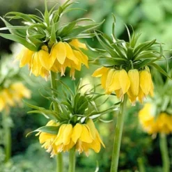 Yellow Crown Imperial -Lush Garden Home fritillariayellow1 1