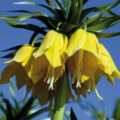 Yellow Crown Imperial -Lush Garden Home fritillariayellow 1