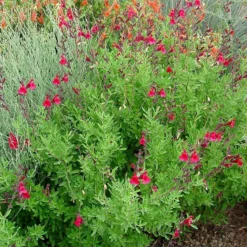 Furman's Red Texas Salvia -Lush Garden Home furmans red texas salvia