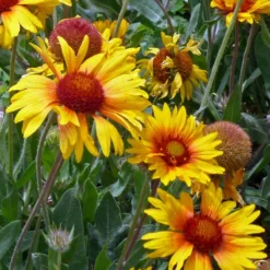 Amber Wheels Gaillardia -Lush Garden Home gaillardia aristida amber wheels 4