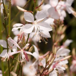 Snow Fountain Gaura -Lush Garden Home gaura lindheimeri snowfountain bloom