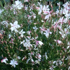 Snow Fountain Gaura -Lush Garden Home gaura snow fountain plant haven