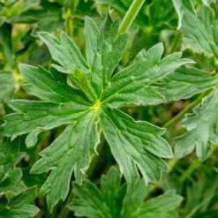 Front Page -Lush Garden Home geranium viscosissimum 2