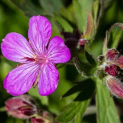 Sticky Geranium -Lush Garden Home geranium viscosissimum 3