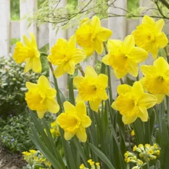 Gigantic Star Large Cupped Daffodil -Lush Garden Home gigantic star daffodil narcissus cropped 1