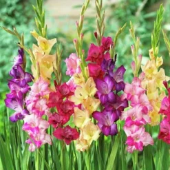 Rainbow Gladiolus Mix 7 Rainbow Gladiolus Mix -Lush Garden Home gladiolusmix3 1