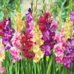 Rainbow Gladiolus Mix 8 Rainbow Gladiolus Mix -Lush Garden Home gladiolusmix4 1