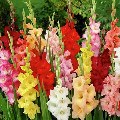 Rainbow Gladiolus Mix 1 Rainbow Gladiolus Mix