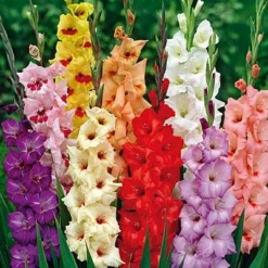 Rainbow Gladiolus Mix 9 Rainbow Gladiolus Mix -Lush Garden Home gladiolusrainbowmix 3