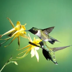 Golden Spur Columbine -Lush Garden Home golden spur columbine aquilegia