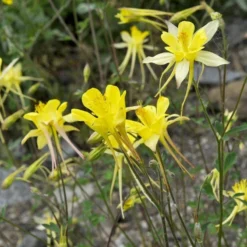 Golden Spur Columbine -Lush Garden Home golden spur columbine aquilegia