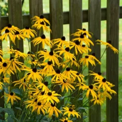 Goldsturm Black Eyed Susan -Lush Garden Home goldstrum black eyed susan 2