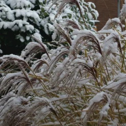 Gracillimus Miscanthus Grass 13 Gracillimus Miscanthus Grass -Lush Garden Home gracillimus miscanthus grass