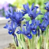 Harmony Specie Iris (Mini Iris)