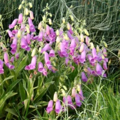 Spanish Peaks® Foxglove -Lush Garden Home hblvz51 digitalis thapsi spanish peaks 2