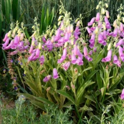 Spanish Peaks® Foxglove -Lush Garden Home hblvz51 digitalis thapsi spanish peaks