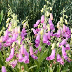 Spanish Peaks® Foxglove -Lush Garden Home hblvz51 digitalis thapsi spanish peaks 3
