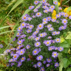 Native Dry Area Wildflower Seed Mix -Lush Garden Home hcg dry area mix aster