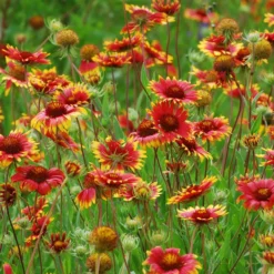 Native Dry Area Wildflower Seed Mix -Lush Garden Home hcg dry area mix blanketflower