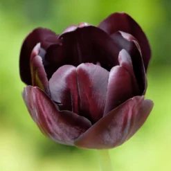 Queen Of The Night Single Late Tulip -Lush Garden Home hcg single late tulip queen of the night