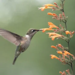 Apricot Sprite Agastache