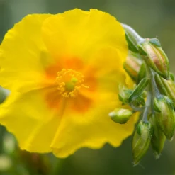 Ben Fhada Rock Rose (Helianthemum) -Lush Garden Home helianthemum ben fhada blooms buds