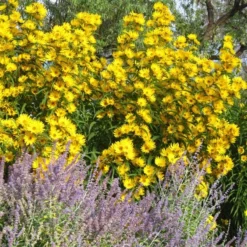 Santa Fe Maximilian's Sunflower (Helianthus) -Lush Garden Home helianthus maximiliana santa fe
