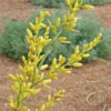 Yellow Flowering Texas Yucca (Hesperaloe)