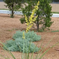 Yellow Flowering Texas Yucca (Hesperaloe) -Lush Garden Home hesperaloe parviflora yellow flower