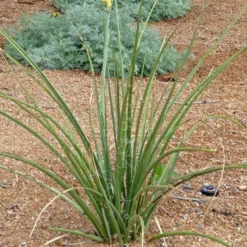 Yellow Flowering Texas Yucca (Hesperaloe) -Lush Garden Home hesperaloe parviflora yellow plant