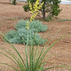 Yellow Flowering Texas Yucca (Hesperaloe) -Lush Garden Home hesperaloe parviflora yellow plant and flower