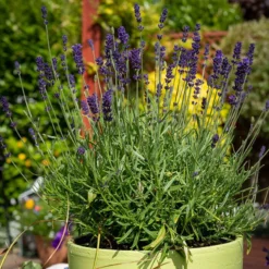 Hidcote Superior English Lavender -Lush Garden Home hidcote superior english lavender pot